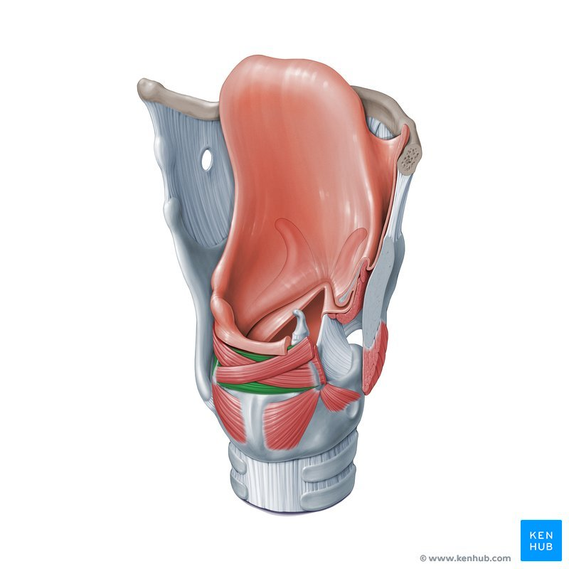 <p>Identify the muscle</p>