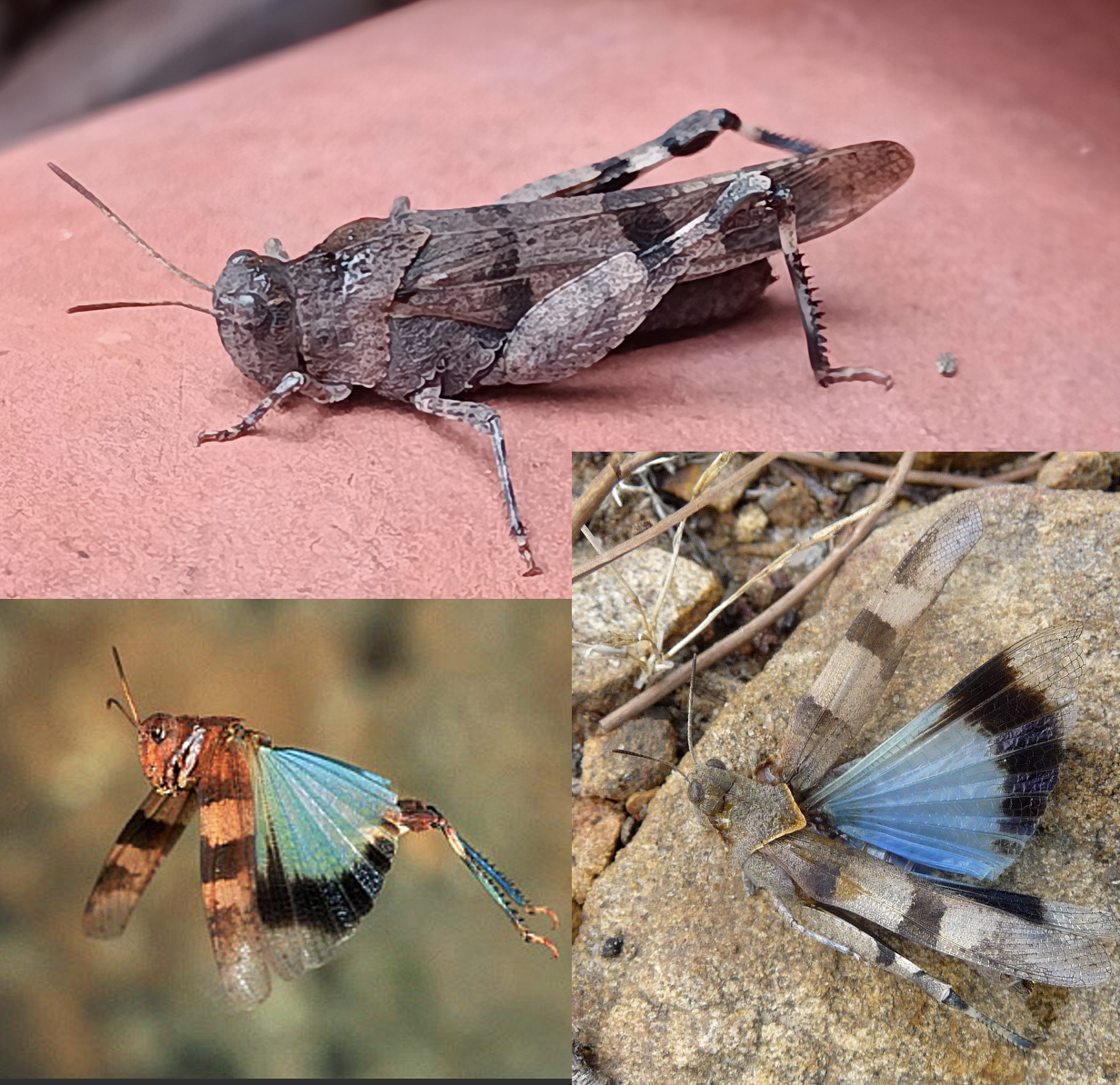 <p>Latin, magyar, védett?</p>