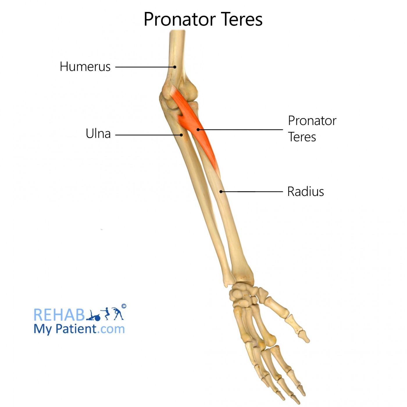 <p>Pronator teres (Muscles of the anterior forearm - wrist, hand, &amp; digit movement 1 of 5):</p><p>What is Action?</p>