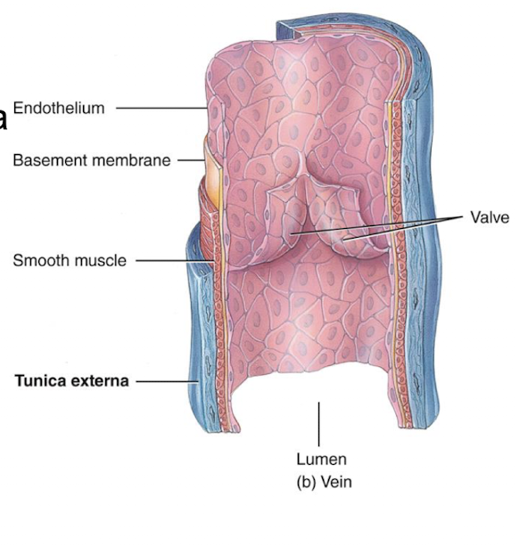 <p>formed from the union of several venules and they have thinner tuninca interna and media and thicker tunica externa; veins have less elastic tissue and less smooth muscle than arteries</p>