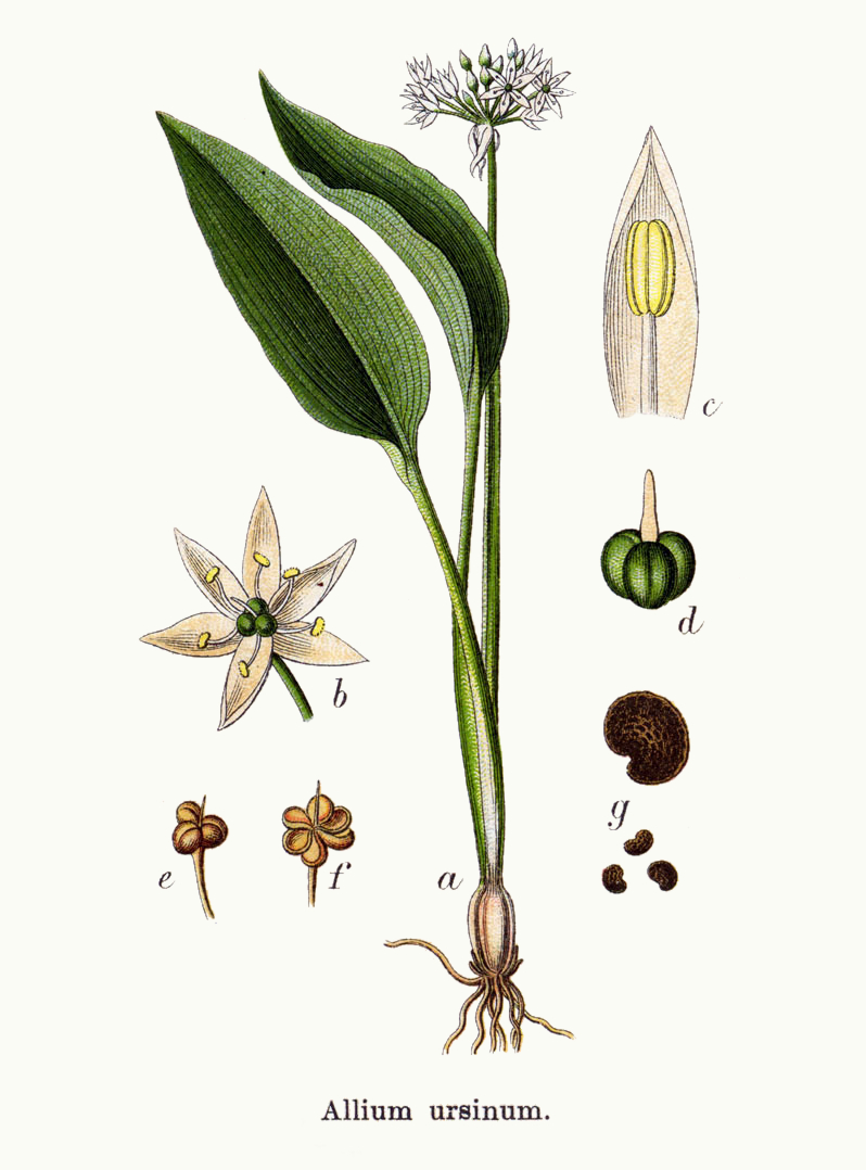<p>Bärlauch</p>