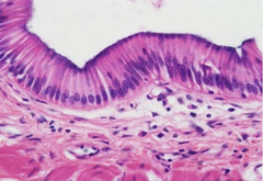 <p>Identify Tissue</p>