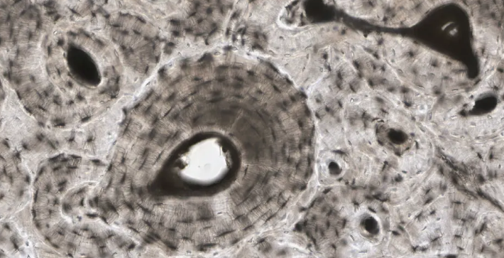<p>what type of tissue is this? </p>