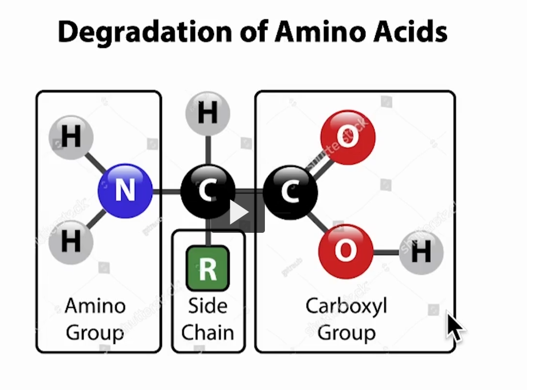 <p><u>Degradation of amino acids</u></p><p>This slide is breaking an <strong>amino acid</strong> into its three key parts and showing how they are handled during <strong>degradation (breakdown)</strong>.</p><div data-type="horizontalRule"><hr></div><p>1. Amino Group (–NH₂) → <strong>Nitrogen handling</strong></p><ul><li><p>This part contains <strong>nitrogen (N)</strong></p></li><li><p>During degradation, it is <strong>removed</strong> (called <em>deamination</em> or <em>transamination</em>)</p></li><li><p>The nitrogen is toxic if it accumulates → gets converted into <strong>urea</strong> in the liver → excreted</p></li></ul><p><span data-name="point_right" data-type="emoji">👉</span> Key idea:<br><strong>Amino group = where nitrogen is removed and detoxified</strong></p><div data-type="horizontalRule"><hr></div><p>2. Side Chain (R group) → <strong>What makes each amino acid unique</strong></p><ul><li><p>The “R” group is different for every amino acid</p></li><li><p>During degradation, this part determines <strong>what the amino acid becomes</strong></p></li></ul><p>It can turn into:</p><ul><li><p><strong>Glucose precursors</strong> (glucogenic amino acids)</p></li><li><p><strong>Ketone bodies</strong> (ketogenic amino acids)</p></li><li><p>Intermediates like <strong>pyruvate, acetyl-CoA, or TCA cycle molecules</strong></p></li></ul><p><span data-name="point_right" data-type="emoji">👉</span> Key idea:<br><strong>R group = determines metabolic fate and energy use</strong></p><div data-type="horizontalRule"><hr></div><p>3. Carboxyl Group (–COOH) → <strong>Carbon backbone</strong></p><ul><li><p>This part, along with the central carbon, becomes part of the <strong>carbon skeleton</strong></p></li><li><p>After nitrogen is removed, what remains is used for:</p><ul><li><p><strong>Energy (ATP production)</strong></p></li><li><p><strong>Glucose synthesis (gluconeogenesis)</strong></p></li><li><p><strong>Fat/ketone production</strong></p></li></ul></li></ul><p><span data-name="point_right" data-type="emoji">👉</span> Key idea:<br><strong>Carboxyl group contributes to the carbon skeleton used for energy</strong></p><div data-type="horizontalRule"><hr></div><p> Putting it all together (big picture) </p><p>When your body breaks down amino acids:</p><ol><li><p><strong>Remove nitrogen (amino group)</strong> → send to urea cycle</p></li><li><p><strong>Keep carbon skeleton (carboxyl + R)</strong> → convert into usable energy molecules</p></li><li><p><strong>R group decides pathway</strong> → glucose vs ketones vs TCA intermediates</p></li></ol><div data-type="horizontalRule"><hr></div><p> Simple way to remember </p><ul><li><p><strong>Amino group = Nitrogen → waste (urea)</strong></p></li><li><p><strong>R group = Identity → determines pathway</strong></p></li><li><p><strong>Carboxyl group = Carbon → energy production</strong></p></li></ul><p></p>