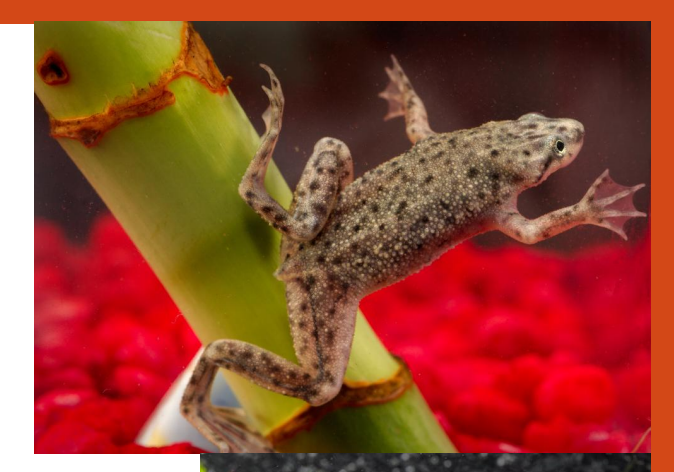 <p>name this animal</p>