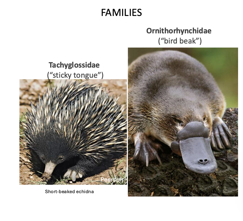 <p>MONOTREMES CLADE (Egg Layers)</p>