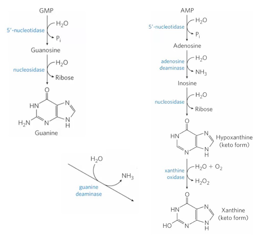 <p>Purine degradation produces Urea</p><p>GMP</p><ul><li><p><strong>5’-Nucleotidase</strong> removes P<sub>i</sub> group</p></li><li><p><strong>Nucleosidase</strong> removes ribose from guanosine; <strong>Guanine deaminase</strong> removes an amino group and turns guanine to xanthine</p></li></ul><p>AMP</p><ul><li><p><strong>Nucleotidase</strong> removes P<sub>i</sub> group</p></li><li><p><strong>Adenosine deaminase</strong> removes amino group (Makes inosine); <strong>5’-Nucleosidase</strong> removes ribose</p></li><li><p>Hypoxanthine is oxidized via <strong>xanthine oxidase</strong> to make xanthine</p></li></ul><p></p>