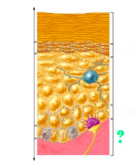 <p>identify the indicated region of the integument</p>