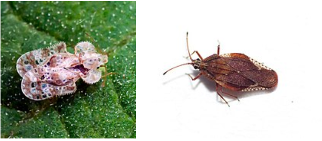 <p>What is the name of this bug </p>