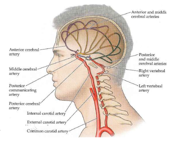 <p>Their branches supply blood to cortex and subcortical structures. 1. ACA: Anterior cerebral arteries  (purple) 2. MCA: Middle cerebral arteries (yellow) 3. PCA: Posterior cerebral arteries (green)</p>