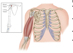 <p>What are the biceps brachii insertions?</p>