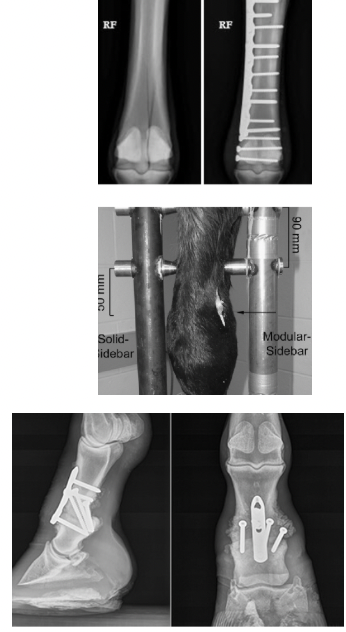<p><span style="background-color: transparent; font-family: "Times New Roman", serif;"><strong>→ Soft tissue surgery</strong></span></p><ul><li><p><span style="background-color: transparent; font-family: "Times New Roman", serif;">GI</span></p></li><li><p><span style="background-color: transparent; font-family: "Times New Roman", serif;">Respiratory</span></p></li><li><p><span style="background-color: transparent; font-family: "Times New Roman", serif;">Reproductive</span></p></li><li><p><span style="background-color: transparent; font-family: "Times New Roman", serif;">Neurologic</span></p></li><li><p><span style="background-color: transparent; font-family: "Times New Roman", serif;">Wound closure</span></p></li></ul><p><span style="background-color: transparent; font-family: "Times New Roman", serif;"><strong>→ Orthopedic surgery</strong></span></p><ul><li><p><span style="background-color: transparent; font-family: "Times New Roman", serif;"><u>Fracture repair</u></span></p><ul><li><p><span style="background-color: transparent; font-family: "Times New Roman", serif;">Internal fixation: screws and/or plates attached directly to bone internally (permanent)</span></p></li><li><p><span style="background-color: transparent; font-family: "Times New Roman", serif;">External fixation: support attached from outside body (temporary)</span></p></li></ul></li><li><p><span style="background-color: transparent; font-family: "Times New Roman", serif;"><u>Joint fusion (arthrodesis)</u></span></p><ul><li><p><span style="background-color: transparent; font-family: "Times New Roman", serif;">Intentional fusion of a joint (normally joints that don't move a lot in general)</span></p></li><li><p><span style="background-color: transparent; font-family: "Times New Roman", serif;">Treatment for articular fractures, osteoarthritis, or other instability</span></p></li><li><p><span style="background-color: transparent; font-family: "Times New Roman", serif;">Remove cartilage and immobilize joint until bones fuse together</span></p></li></ul></li><li><p><span style="background-color: transparent; font-family: "Times New Roman", serif;"><u>Fragment removal</u></span></p><ul><li><p><span style="background-color: transparent; font-family: "Times New Roman", serif;">Typically arthroscopic (with small camera, light, graspers)</span></p></li><li><p><span style="background-color: transparent; font-family: "Times New Roman", serif;">Can be done standing, depending on severity of lesion</span></p></li></ul></li></ul><p></p>