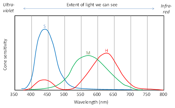 <p>The theory proposing that color perception results from the combined patterns of activity across three types of cones sensitive to distinct wavelengths: Red (Long), Green (Medium), and Blue (Short).</p>