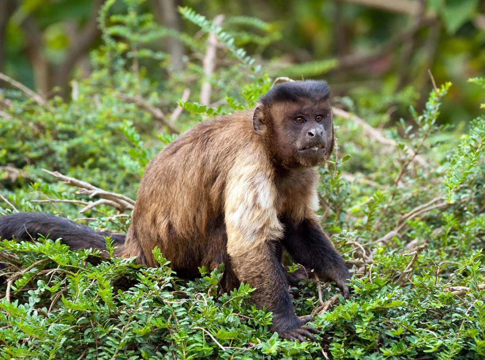 <p>Common Name: Brown Capuchin</p><p>Suborder: Haplorhini</p><p>Order: Primates </p><p>Family: Cebidae </p>