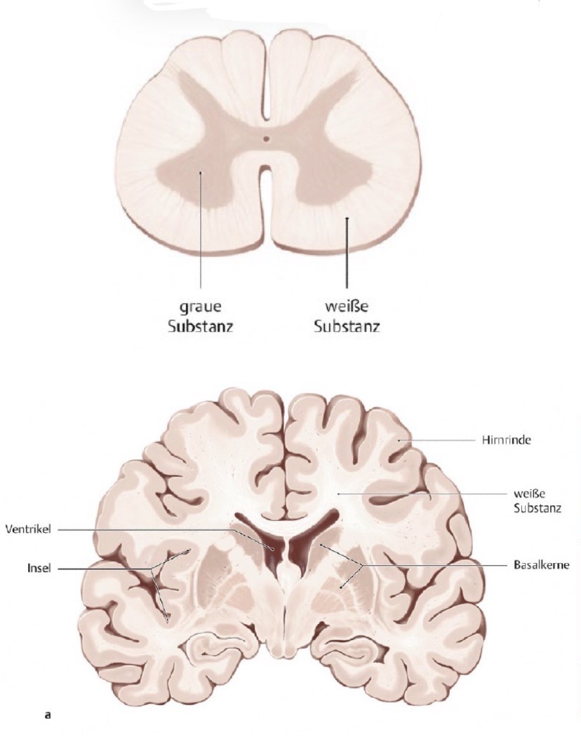 <p>Die Graue Substanz enthält vorallem die Zellkörper der Neuronen (u.a. Hirnrinde, Basal-, Thalamus-, Kleinhirn- und Hirnnervenkerne) = Äußere Schicht</p><p>Die weiße Substanz enthält vorallem Nervenfasern (axone der Neuronen mit Marktscheiden</p><p>Graue Substanz</p><p></p>