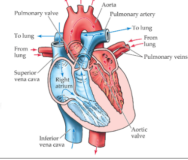 <p>The heart </p>
