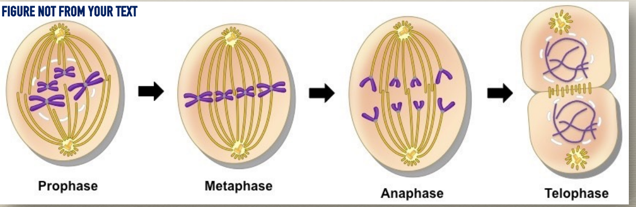 <p>make two daughter cells</p><p>prophase - condensing of chromosomes, spindle fibers merge, movement</p><p>metaphase - lined up at metaphase plate, sister chromatids attach to spindle fiber</p><p>anaphase - centromeres split, pulled towards opposite poles</p><p>telophase - at opposite poles, begin decondense, mitotic spindle breaks down</p><p>cytokinesis - filaments constrict, form cleavage seperates daughter cells</p>