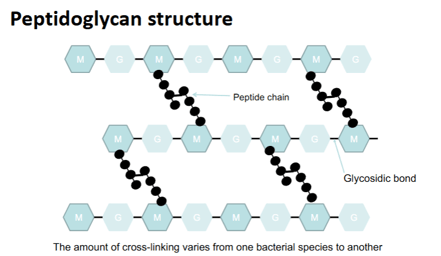 <p>What are the names of chains / bonds in the peptidoglycan?</p>