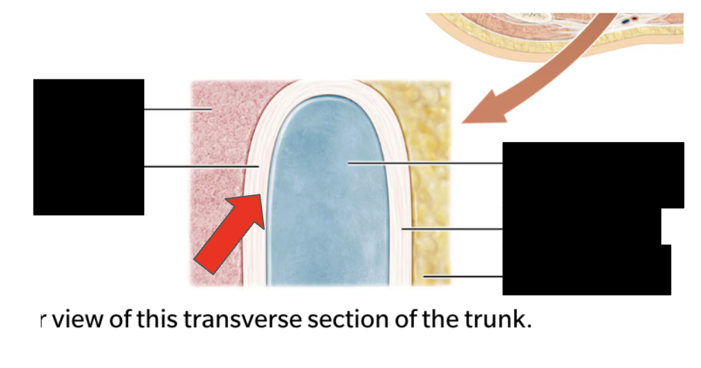 <p>Identify the highlighted structure</p>