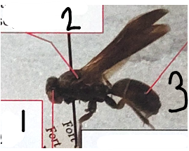 <p>point 1 on this insect</p>