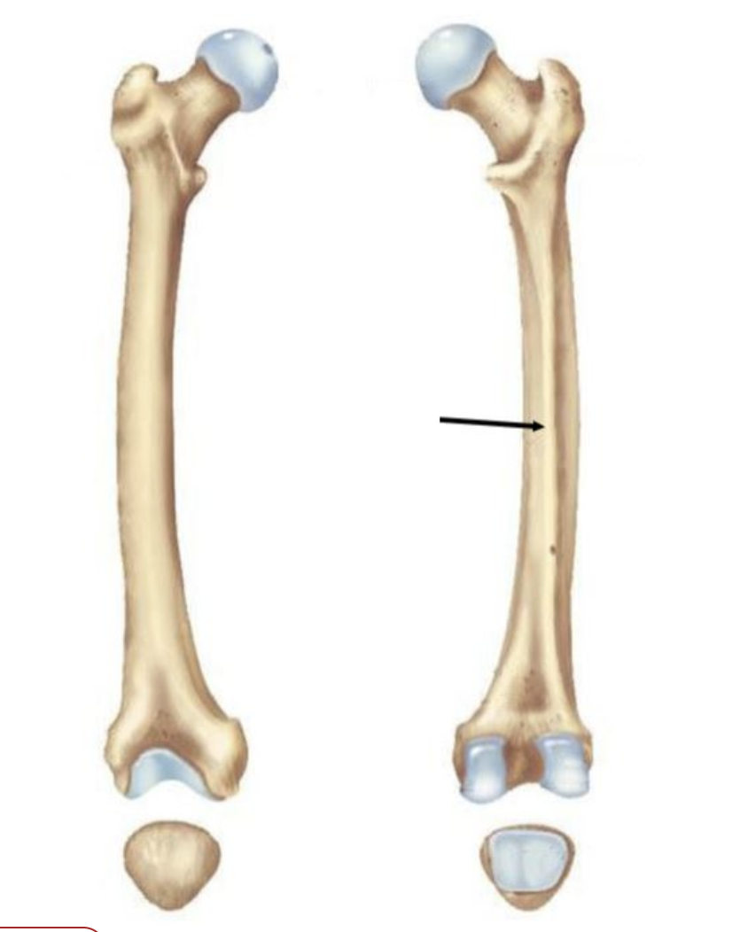 <p>A rough ridge on the back of the femur where muscles attach</p>
