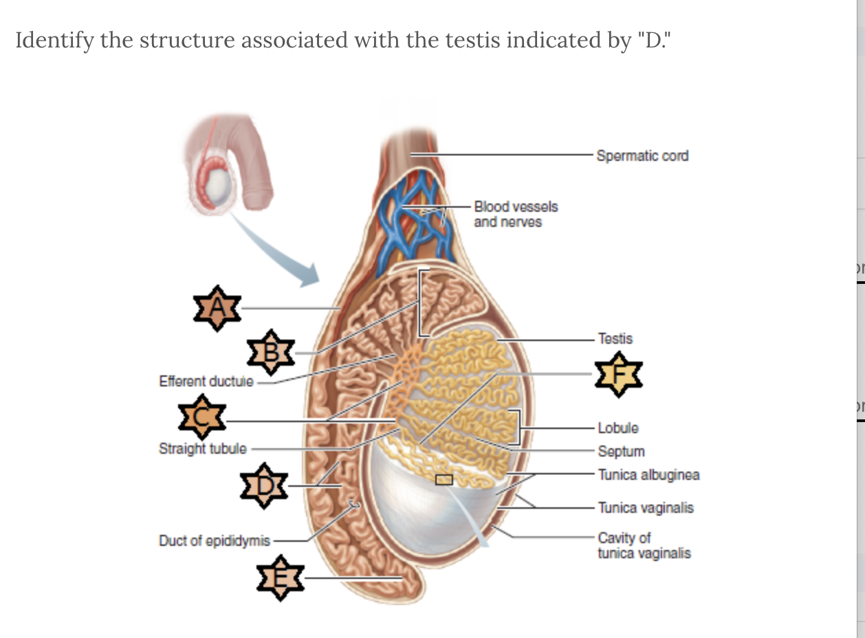 <p>Identify structure D</p>