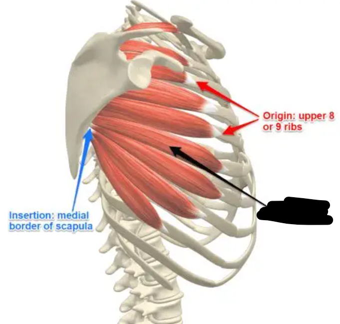 <p>O: ribs 1-8</p><p>I: scapula <br>A: protracts shoulder</p>