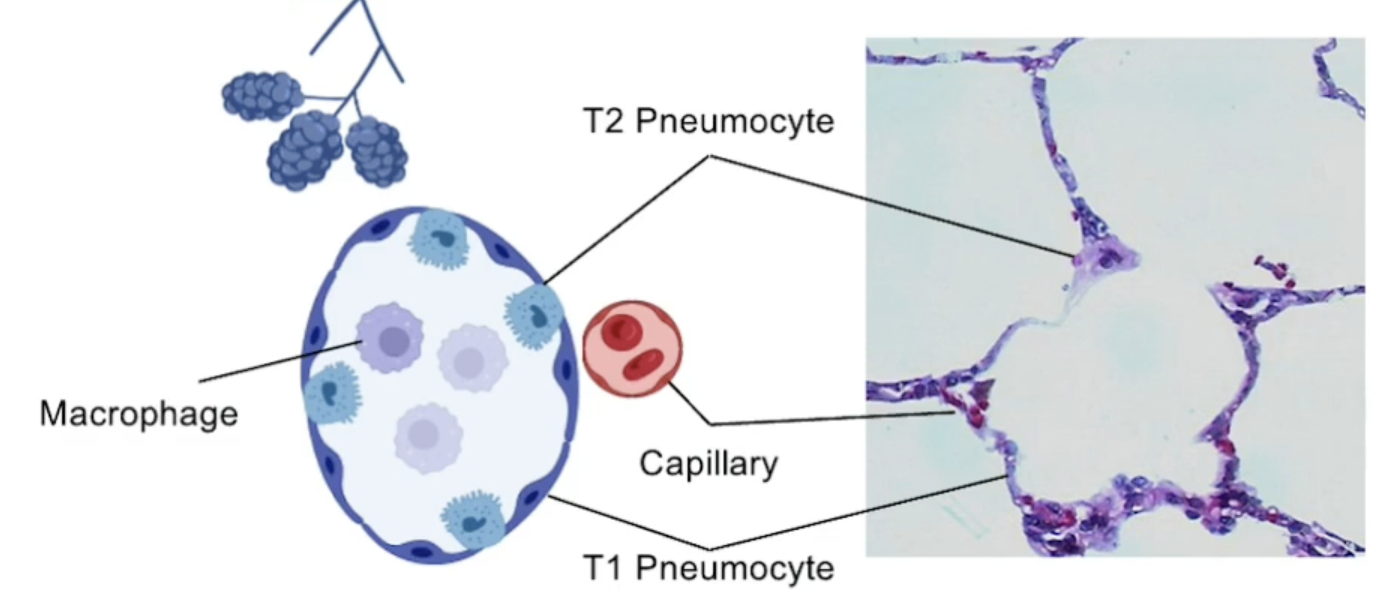 <p>Type 1 Pneumocytes<strong>:</strong> Squamous epithelial cells that make up approximately 90-95% of the alveolar surface area, responsible for gas exchange.</p><p>Type 2 Pneumocytes<strong>:</strong> Cuboidal cells that produce surfactant, which reduces surface tension in the alveoli and helps prevent alveolar collapse. They also play a role in the repair of the alveolar epithelium.</p>