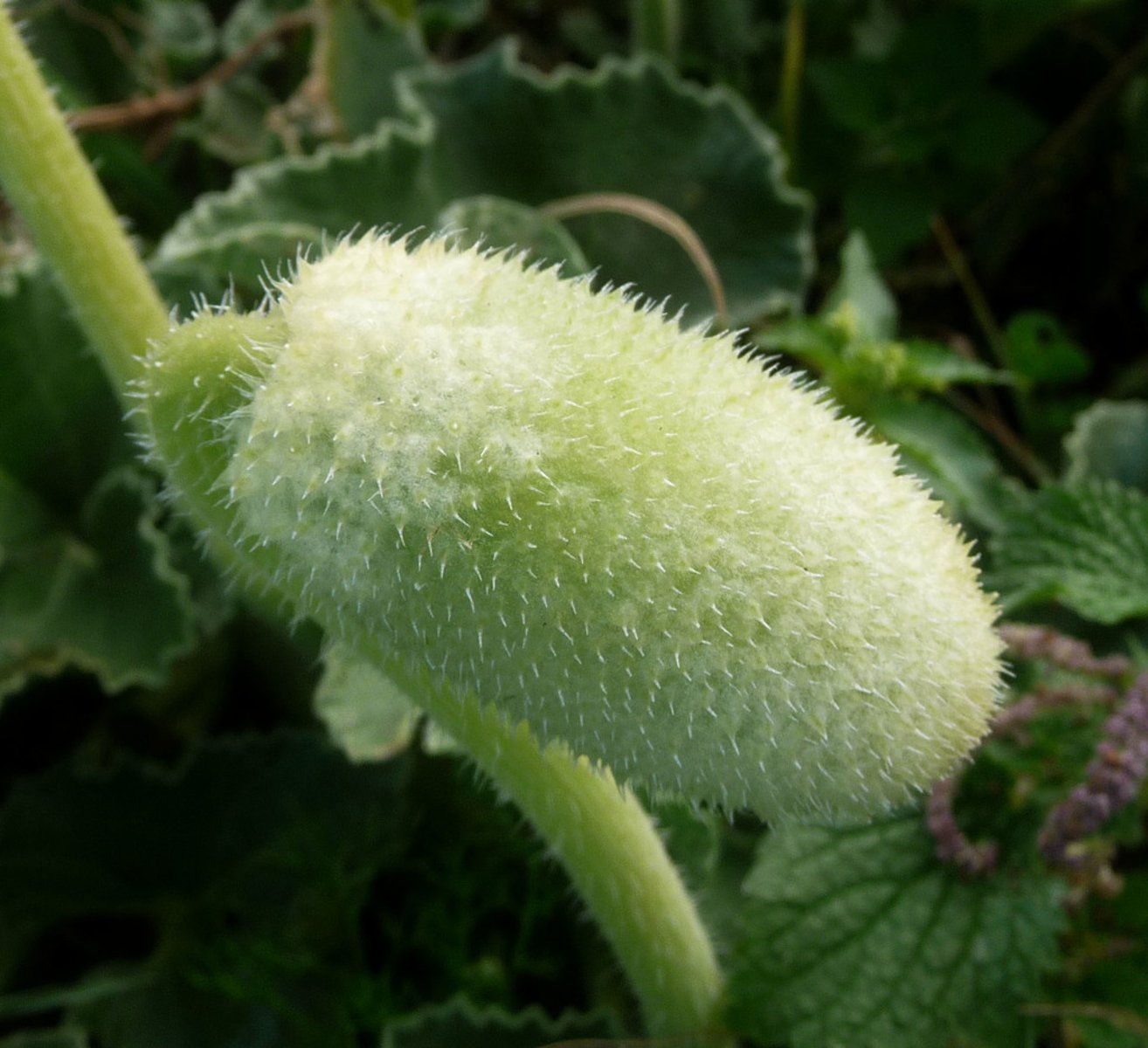 <p>Squirting Cucumber</p>
