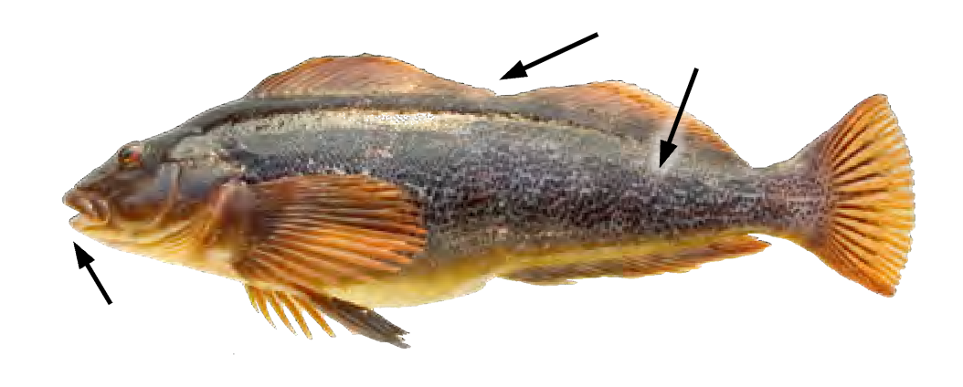 term image