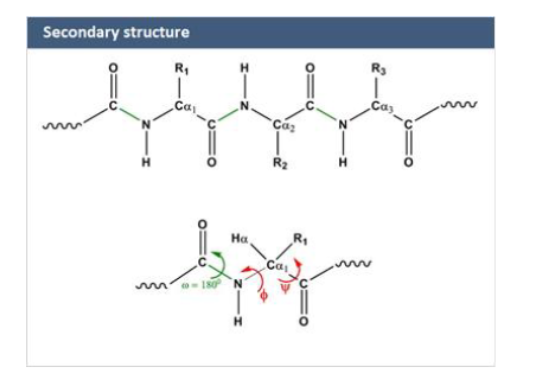 <ul><li><p>folding of backbone only (not side chains) </p></li><li><p>governed by: </p><ul><li><p>peptide bond rigidity </p></li><li><p>H bonding </p></li></ul></li><li><p>structural constraints </p><ul><li><p>peptide bond = partial double bond making structure rigid (planar) </p></li><li><p>only rotation allowed around </p><ul><li><p>phi: N- C(alpha) </p></li><li><p>psi: C(alpha)-C </p></li><li><p>angles determine allowed conformations (Ramachandran plot) </p></li></ul></li></ul></li><li><p>Types: </p><ul><li><p>Beta sheets </p></li><li><p>Alpha Helix</p></li></ul></li></ul><p></p>