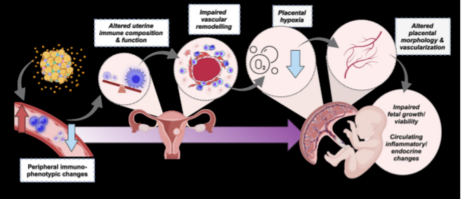 <p>one major pathway that adversity can change fetal development. changes in each of these or things going wrong can change baby: peripheral immunophenotypic changes, altered uterine immune composition and function, impaired vascular remodeling, placental hypoxia, altered placental morphology and vascularization →→→ impaired fetal growth/viability + circulating inflammatory/endocrine changes</p>