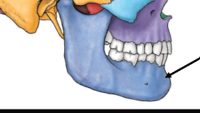 <p>Mandible</p>