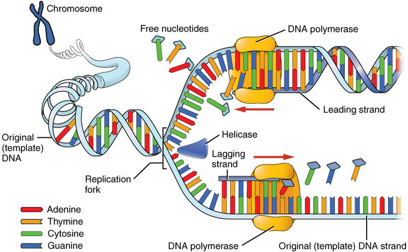 <p>Process of DNA replication</p>