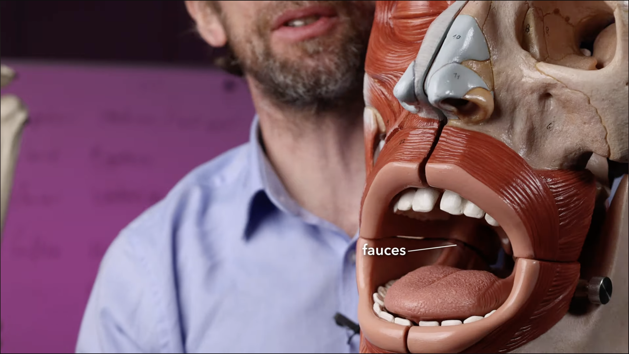 <ul><li><p>Pillars linking the soft palate to the tongue</p></li><li><p>Muscular structure</p></li></ul><p></p>