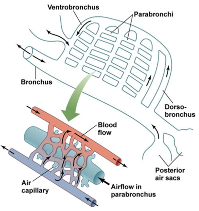 <p>Lungs</p>