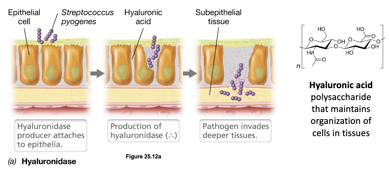 <ul><li><p>Tissue-destroying enzymes are exoenzymes produced by invasive pathogens that degrade components of the extracellular matrix, allowing microbes to spread beneath the epithelium</p></li><li><p>For example, <em>Streptococcus pyogenes</em> produces hyaluronidase which breaks down hyaluronic acid (a polysaccharide maintaining structural organization of cells in tissues), opening pathways for deeper invasion</p></li><li><p>Pathogens produce a variety of other degradative enzymes including collagenases, elastases, proteases, lipases, and nucleases</p></li></ul><p></p>
