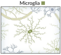 <p>Phagocytic: Response to CNS tissue damage</p><p>Release inflammatory mediators (NO)</p>
