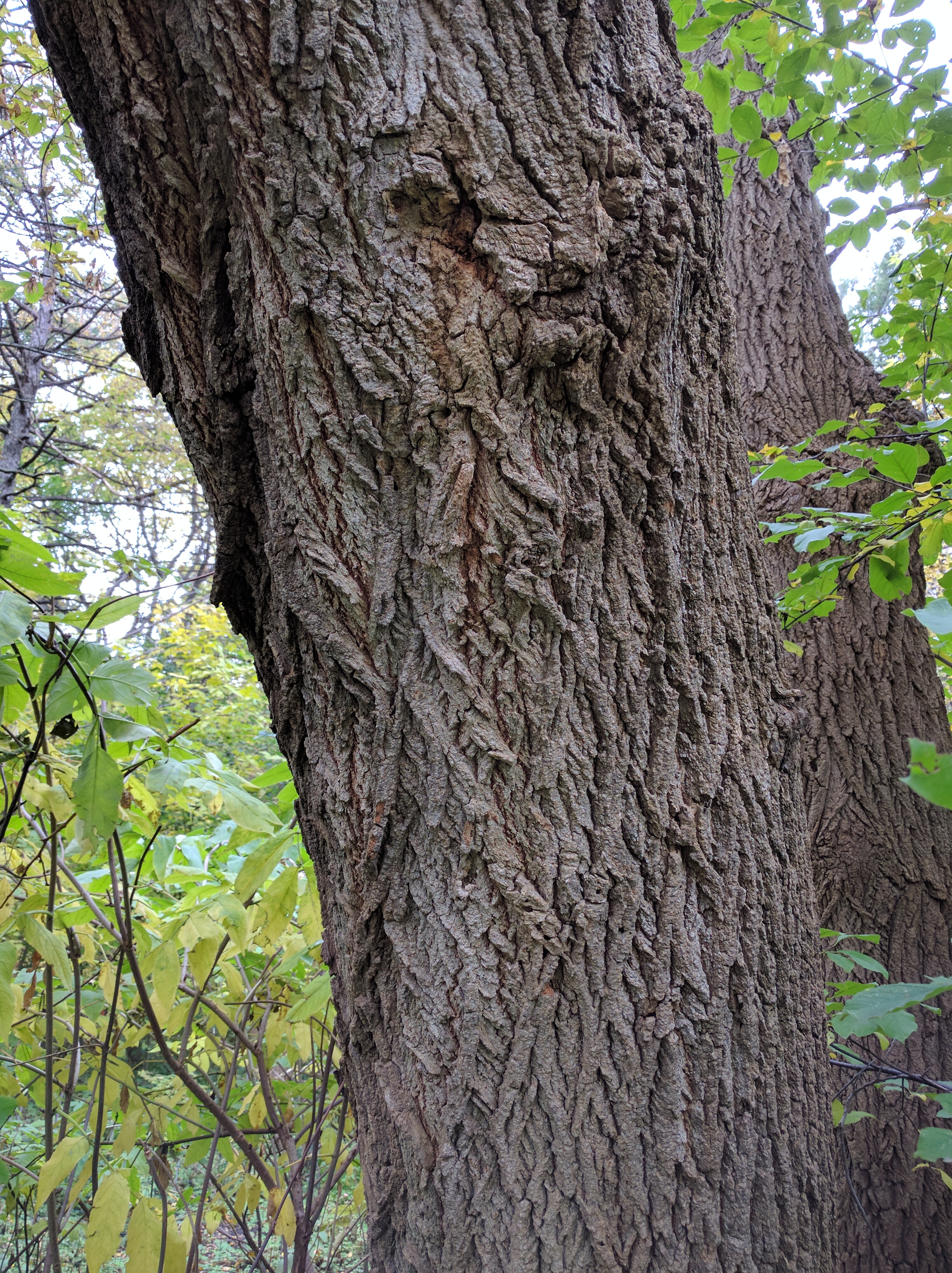 <p>A Boxelder Tree (opposite (on branch) and pinnately compound (picture) leaf-3 to 7 leaflets, bark that is deeply furrowed, helicopter-like seeds) </p>