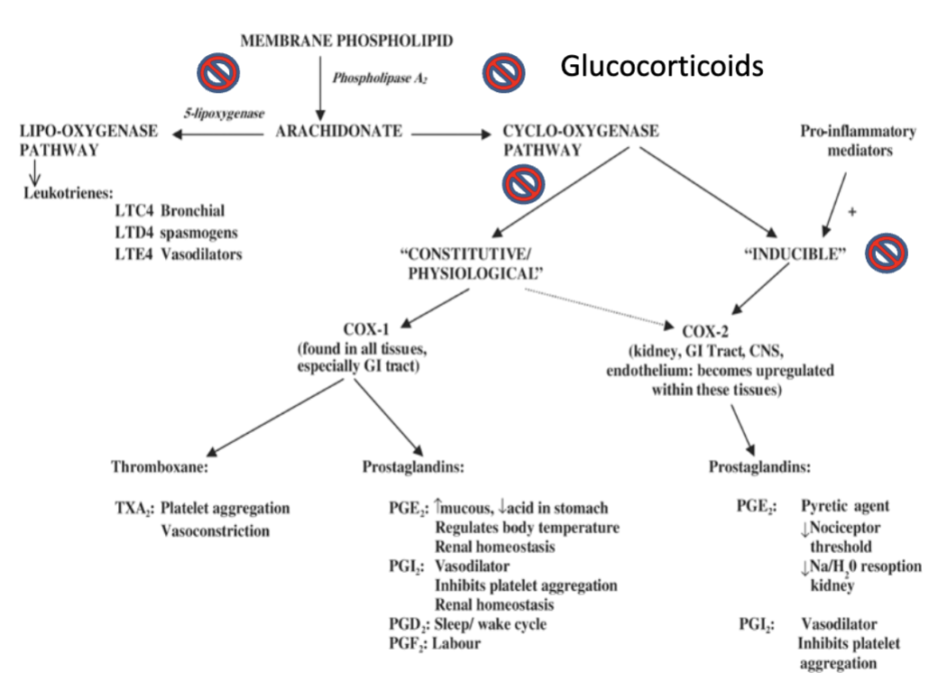 <p><span style="background-color: transparent;"><strong>Mineralocorticoid effect mediated by MR (Mineralocorticoid Receptor)</strong></span></p><ul><li><p><span style="background-color: transparent;">Mineralocorticoids regulate <strong>_______</strong> exchange in the <strong>renal _______</strong> with the net effect of <strong>_______ <u>reabsorption</u> (and _______ <u>retention</u>)</strong> and <strong>_______ <u>excretion</u></strong>.</span></p></li><li><p><span style="background-color: transparent;"><strong>_______</strong> binds to MR (Mineralocorticoid Receptor)</span></p></li><li><p><span style="background-color: transparent;"><strong>↑ <u>cortisol levels</u> →</strong> <strong>↑ _______ <u>retained</u> → ↑ _______&nbsp;</strong></span></p></li><li><p><span style="background-color: transparent;"><strong><u>Excess Cortisol → Hypertension Relation?</u></strong></span></p><ul><li><p><span style="background-color: transparent;"><strong><u>Cortisol</u></strong> has <strong>_______ affinities</strong> for <strong><u>GR + MR</u></strong> receptors.</span></p></li><li><p><span style="background-color: transparent;"><strong>Syndrome of <u>cortisol excess</u> include _______ <u>retention</u> and _______</strong></span></p></li></ul></li></ul><p></p>