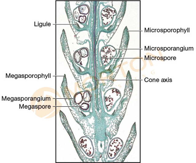 <p>A type of club moss, which is a vascular seedless plant</p><p>This is known as the ‘resurrection fern,’ since it comes back alive after given water</p><p>This is a <strong>heterosporic</strong> species</p><p>Note <strong>Microspore</strong> and <strong>Megaspore</strong> </p><p>Spores are always haploid</p>