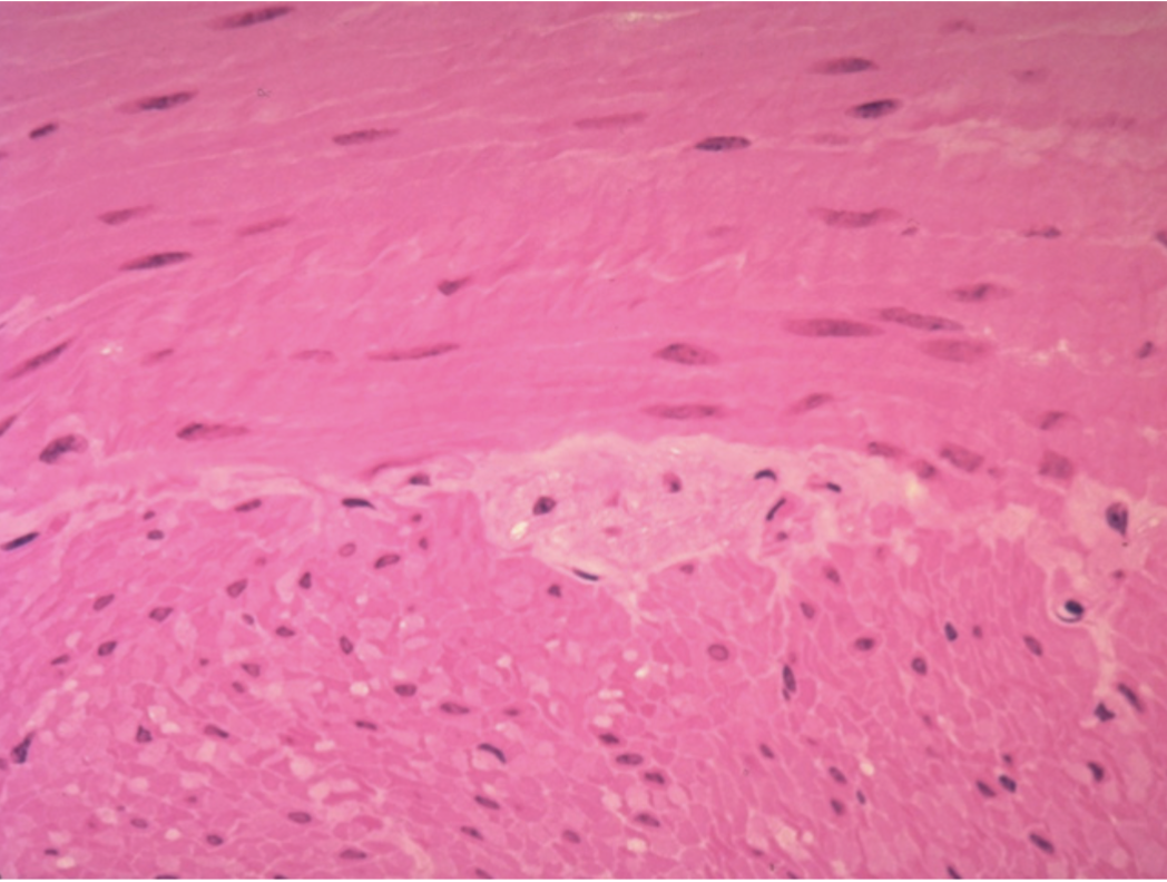 <p>this is an image of</p>