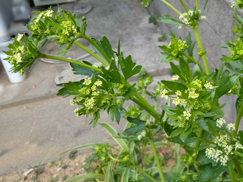 <p><strong>Common Name</strong>: Celery</p><p><strong>Parts Used</strong>: <span style="background-color: transparent; font-family: "Helvetica Neue", sans-serif;">Seeds, leaves, stems, roots, tubers</span></p><p><strong>Traditional Use/s</strong>: Cardiovascular diseases, stomach pain, jaundice, rheumatoid arthritis, gout</p><p><strong>Medicinal Use</strong>: <span style="background-color: transparent; font-family: "Helvetica Neue", sans-serif;">Antibacterial, antifungal, anti-inflammatory, antioxidant, diuretic, urinary antiseptic</span></p><p><strong>Major Metabolites</strong>: Fatty acids, alkaloids, steroids, glycosides, vitamins A and C; apigenin</p>
