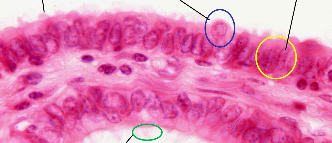 <p>benoem structuren</p>