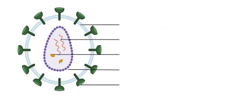 <p><strong>What are the main structural components of an HIV particle?</strong></p>