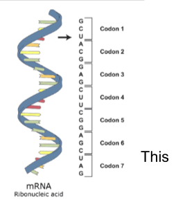 <ul><li><p><strong><u>TRANSLATION</u></strong> is the process of “reading” the mRNA and putting together the correct sequence of amino acids to make a polypeptide. This process occurs in the cytoplasm, specifically, on a ribosome.</p></li></ul><p></p>