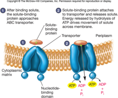 <p>-A Pump that acts an ATP-binding cassette</p><p>-Still uses ATP hydrolysis</p><p>-Prokaryotes (Brings things in); Eukaryotes (Brings things out)</p><p>Example: Overexpression of ABC can lead to an efflux of chemo-therapeutic drugs in cancer patients</p>