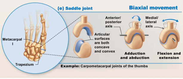 <p>One bone is saddle shaped &amp; the other bone fits into that saddle, allowing for movement around two axes at right angles (flexion/extension &amp; adduction/abduction)</p><ul><li><p><u>Examples</u>:</p><ul><li><p>Carpometacarpal joint</p></li></ul></li></ul><p></p>
