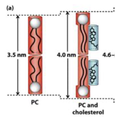 <p>more ordered and slightly thicker </p>