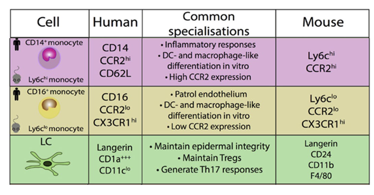 <p>their roles</p><p>CD14: inflammatory mouse→Ly6c</p><p>CD16: resident mouse→CX3CRI</p>